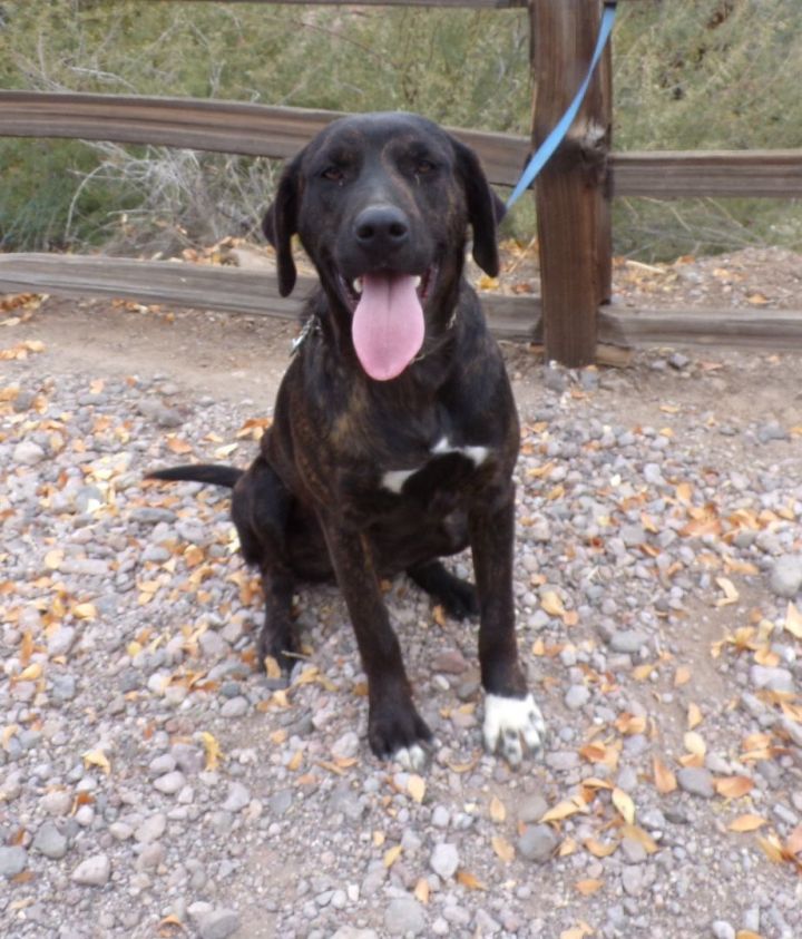 German pointer cross sales springer spaniel