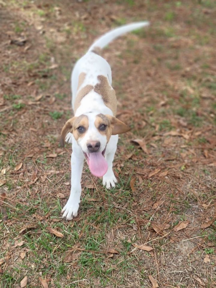 Chuck, an adopted Beagle Mix in Tallahassee, FL_image-2