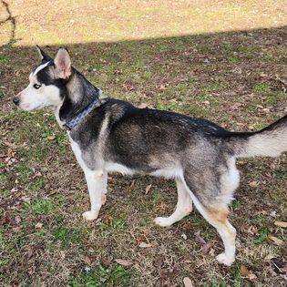 Lilly, an adoptable Husky in Jerseyville, IL, 62052 | Photo Image 2