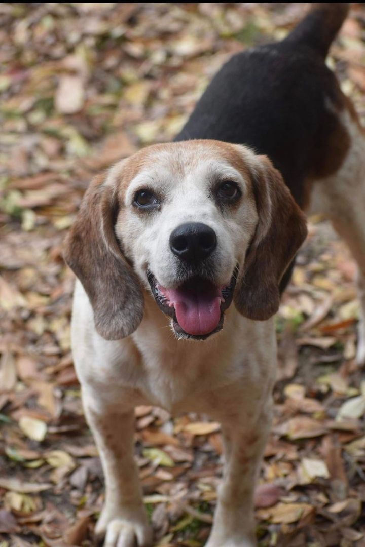 Dixon, an adoptable Beagle in Ocean Springs, MS, 39564 | Photo Image 1