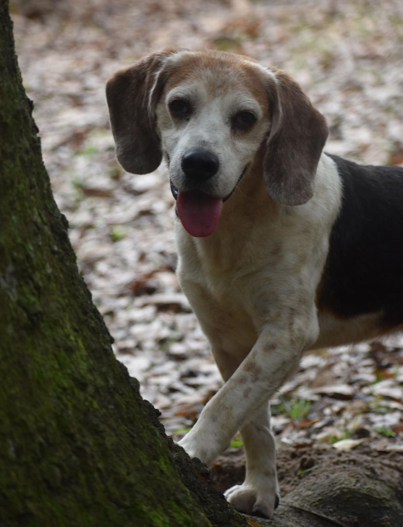 Dixon, an adoptable Beagle in Ocean Springs, MS, 39564 | Photo Image 2
