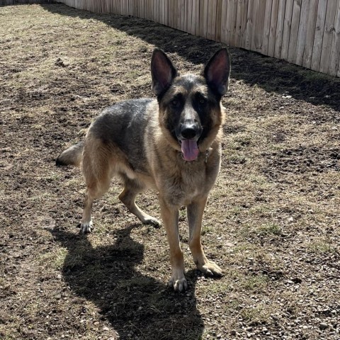 Jax, an adoptable German Shepherd Dog in West Des Moines, IA, 50265 | Photo Image 2