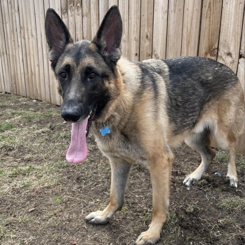 Jax, an adoptable German Shepherd Dog in West Des Moines, IA, 50265 | Photo Image 3