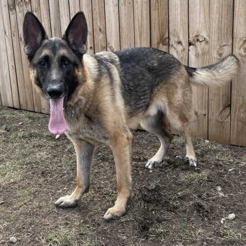 Jax, an adoptable German Shepherd Dog in West Des Moines, IA, 50265 | Photo Image 4