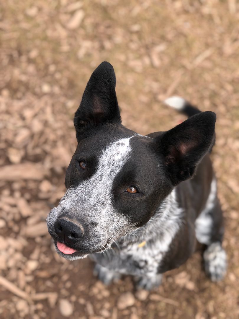 Nya, an adoptable Australian Cattle Dog / Blue Heeler, Mixed Breed in Eagle, CO, 81631 | Photo Image 1
