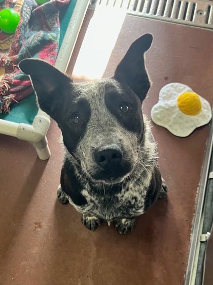 Nya, an adoptable Australian Cattle Dog / Blue Heeler, Mixed Breed in Eagle, CO, 81631 | Photo Image 3