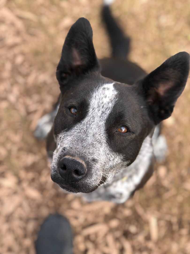 Nya, an adoptable Australian Cattle Dog / Blue Heeler, Mixed Breed in Eagle, CO, 81631 | Photo Image 4