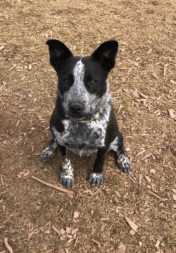 Nya, an adoptable Australian Cattle Dog / Blue Heeler, Mixed Breed in Eagle, CO, 81631 | Photo Image 5