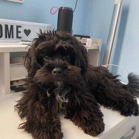 Adorable toys Teacup Yorkie and poodle for adoption or rehome