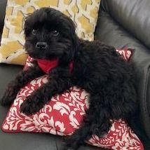 Adorable toys Teacup Yorkie and poodle for adoption or rehome