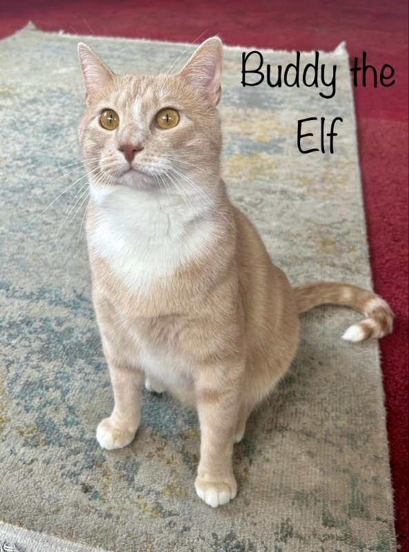 Buddy the Elf 3