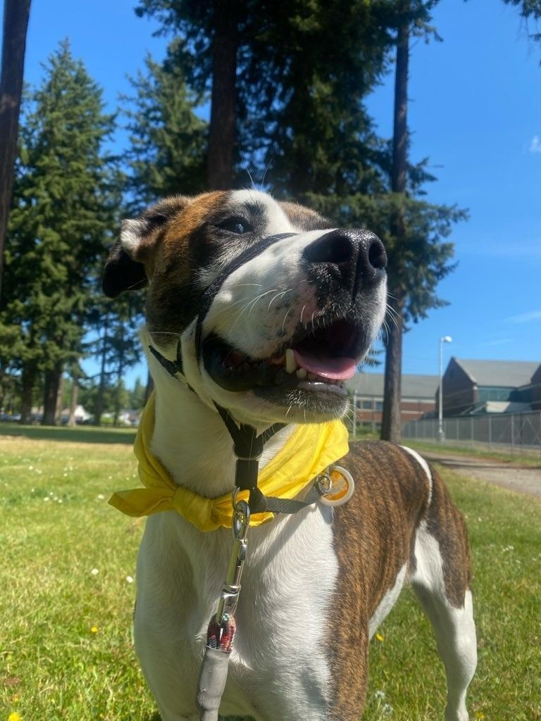 Kiri, an adoptable Pit Bull Terrier in Tacoma, WA, 98418 | Photo Image 1