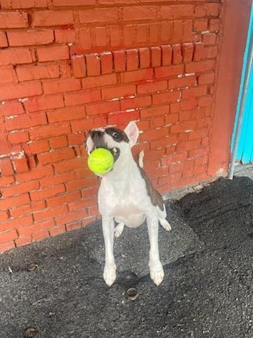 Kiri, an adoptable Pit Bull Terrier in Tacoma, WA, 98418 | Photo Image 3