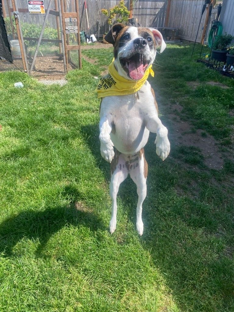 Kiri, an adoptable Pit Bull Terrier in Tacoma, WA, 98418 | Photo Image 4