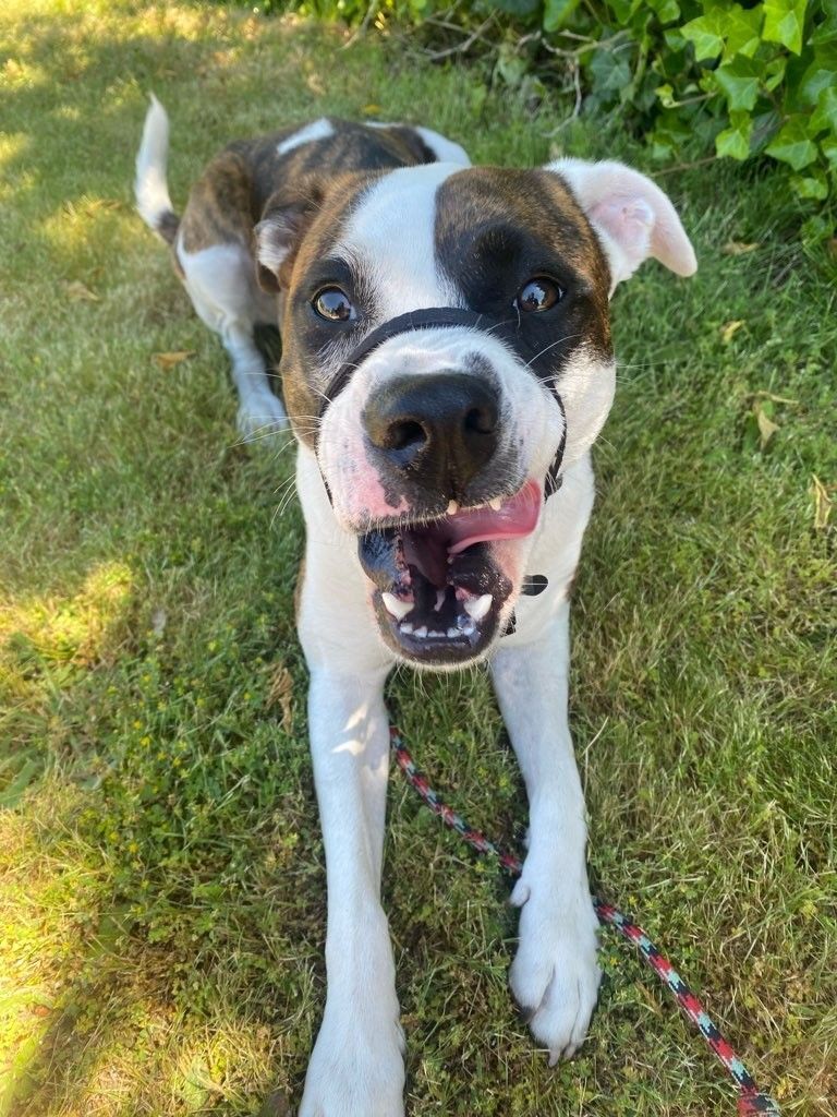 Kiri, an adoptable Pit Bull Terrier in Tacoma, WA, 98418 | Photo Image 5