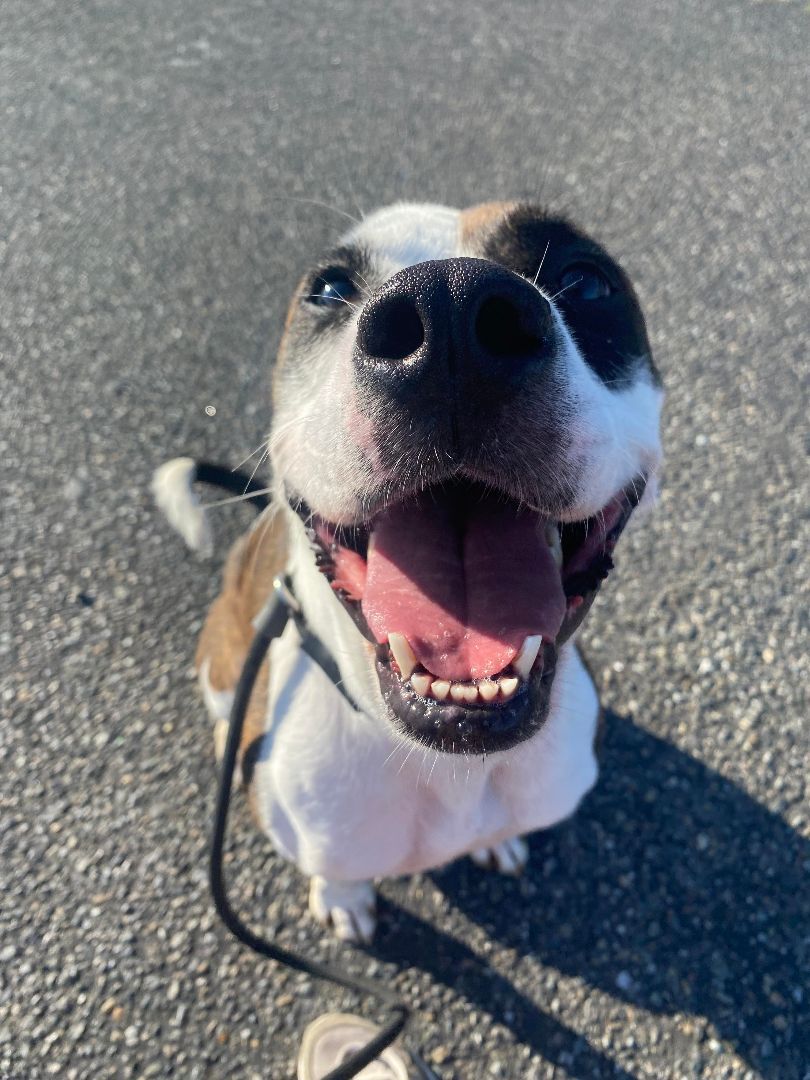 Kiri, an adoptable Pit Bull Terrier in Tacoma, WA, 98418 | Photo Image 6