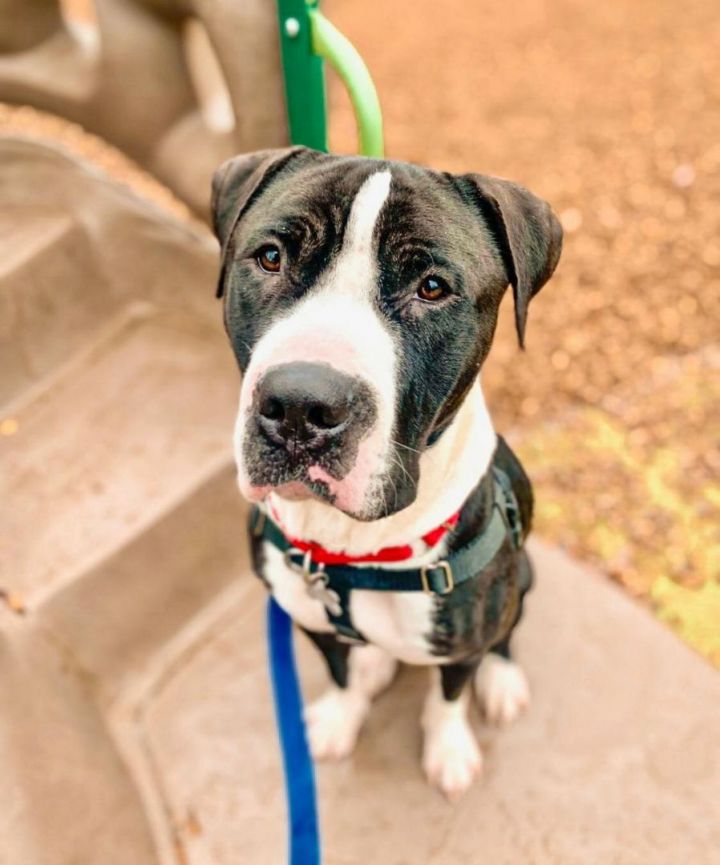Gordon, an adoptable Pit Bull Terrier Mix in Palatine, IL_image-2