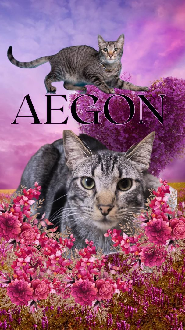 AEGON 5