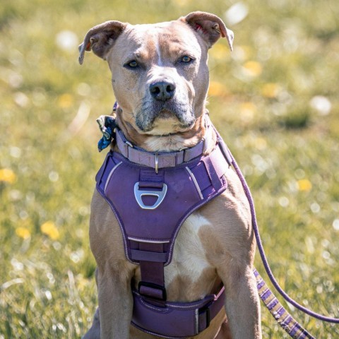 Legacy, an adoptable Pit Bull Terrier in Spring Hill, KS, 66083 | Photo Image 1