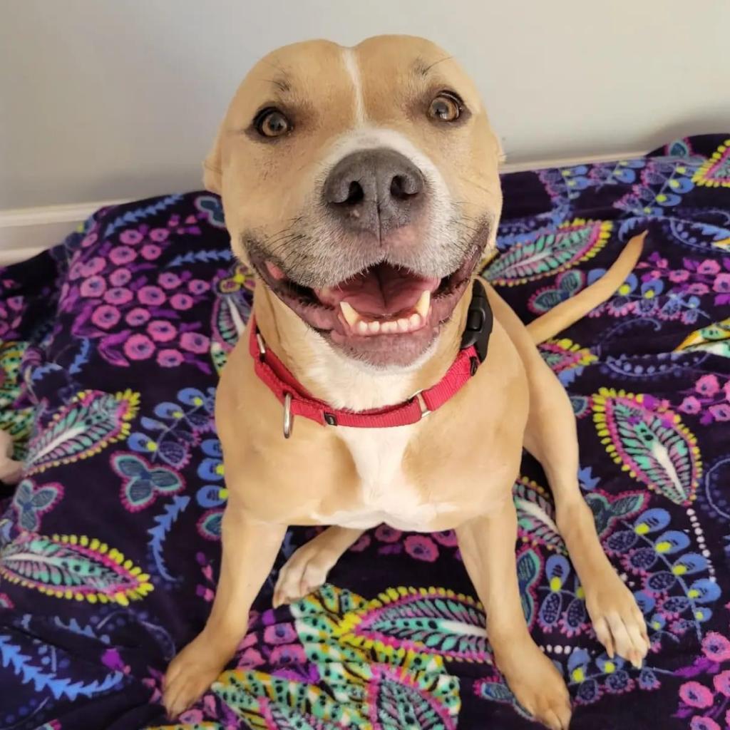 Legacy (Leggy Lou), an adoptable Pit Bull Terrier in Spring Hill, KS, 66083 | Photo Image 1