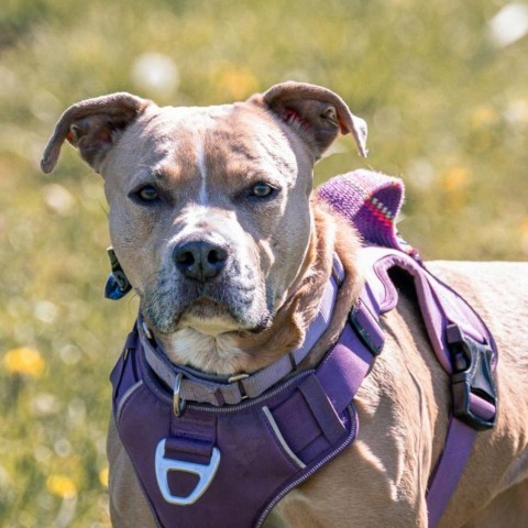 Legacy, an adoptable Pit Bull Terrier in Spring Hill, KS, 66083 | Photo Image 2