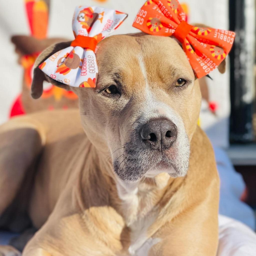 Legacy (Leggy Lou), an adoptable Pit Bull Terrier in Spring Hill, KS, 66083 | Photo Image 2