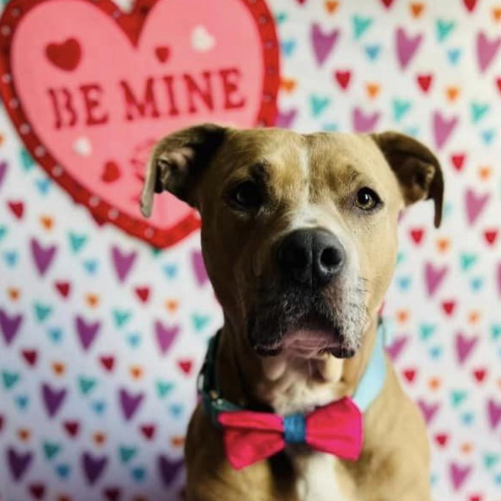 Legacy (Leggy Lou), an adoptable Pit Bull Terrier in Spring Hill, KS, 66083 | Photo Image 3