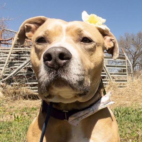 Legacy, an adoptable Pit Bull Terrier in Spring Hill, KS, 66083 | Photo Image 4
