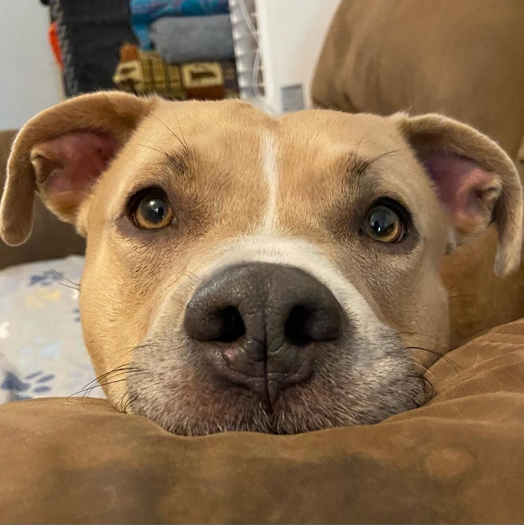 Legacy (Leggy Lou), an adoptable Pit Bull Terrier in Spring Hill, KS, 66083 | Photo Image 4