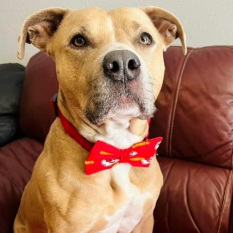 Legacy, an adoptable Pit Bull Terrier in Spring Hill, KS, 66083 | Photo Image 5