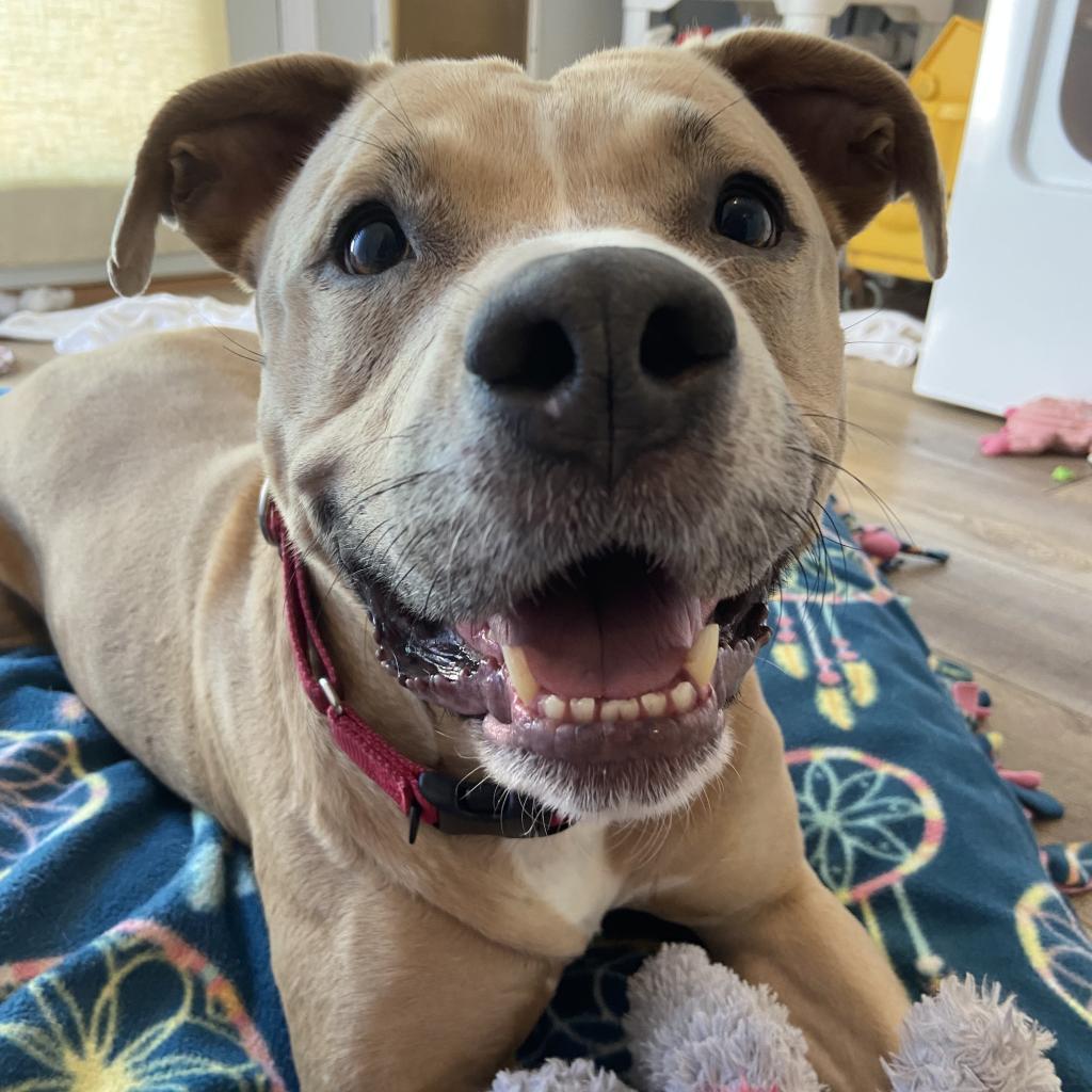 Legacy (Leggy Lou), an adoptable Pit Bull Terrier in Spring Hill, KS, 66083 | Photo Image 5