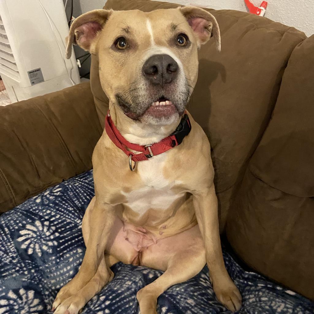 Legacy (Leggy Lou), an adoptable Pit Bull Terrier in Spring Hill, KS, 66083 | Photo Image 6