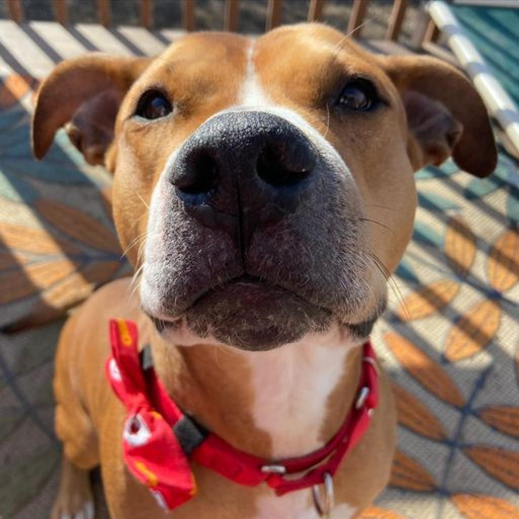 Hercules, an adoptable Pit Bull Terrier in Spring Hill, KS, 66083 | Photo Image 1