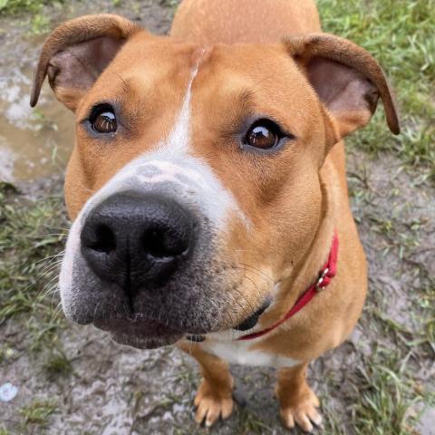 Hercules, an adoptable Pit Bull Terrier in Spring Hill, KS, 66083 | Photo Image 2