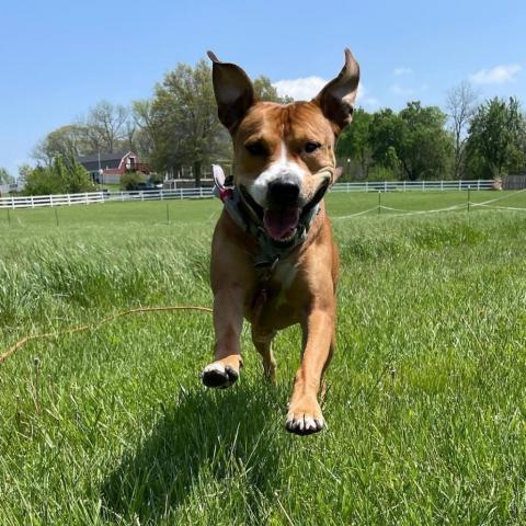 Hercules, an adoptable Pit Bull Terrier in Spring Hill, KS, 66083 | Photo Image 2