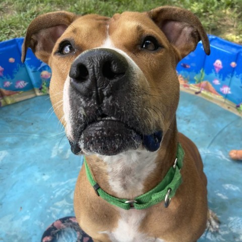 Hercules, an adoptable Pit Bull Terrier in Spring Hill, KS, 66083 | Photo Image 2