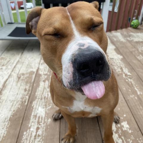 Hercules, an adoptable Pit Bull Terrier in Spring Hill, KS, 66083 | Photo Image 3