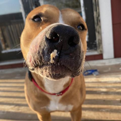 Hercules, an adoptable Pit Bull Terrier in Spring Hill, KS, 66083 | Photo Image 3