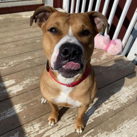 Hercules, an adoptable Pit Bull Terrier in Spring Hill, KS, 66083 | Photo Image 3