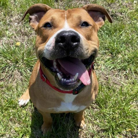 Hercules, an adoptable Pit Bull Terrier in Spring Hill, KS, 66083 | Photo Image 3