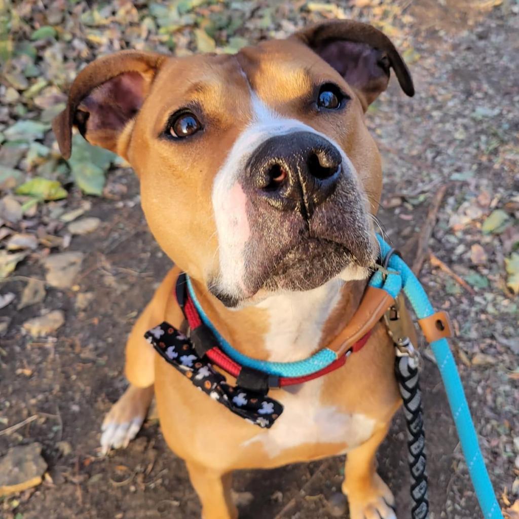 Hercules, an adoptable Pit Bull Terrier in Spring Hill, KS, 66083 | Photo Image 3