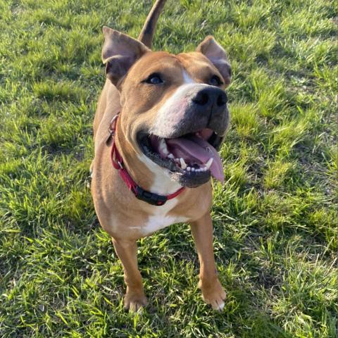 Hercules, an adoptable Pit Bull Terrier in Spring Hill, KS, 66083 | Photo Image 4