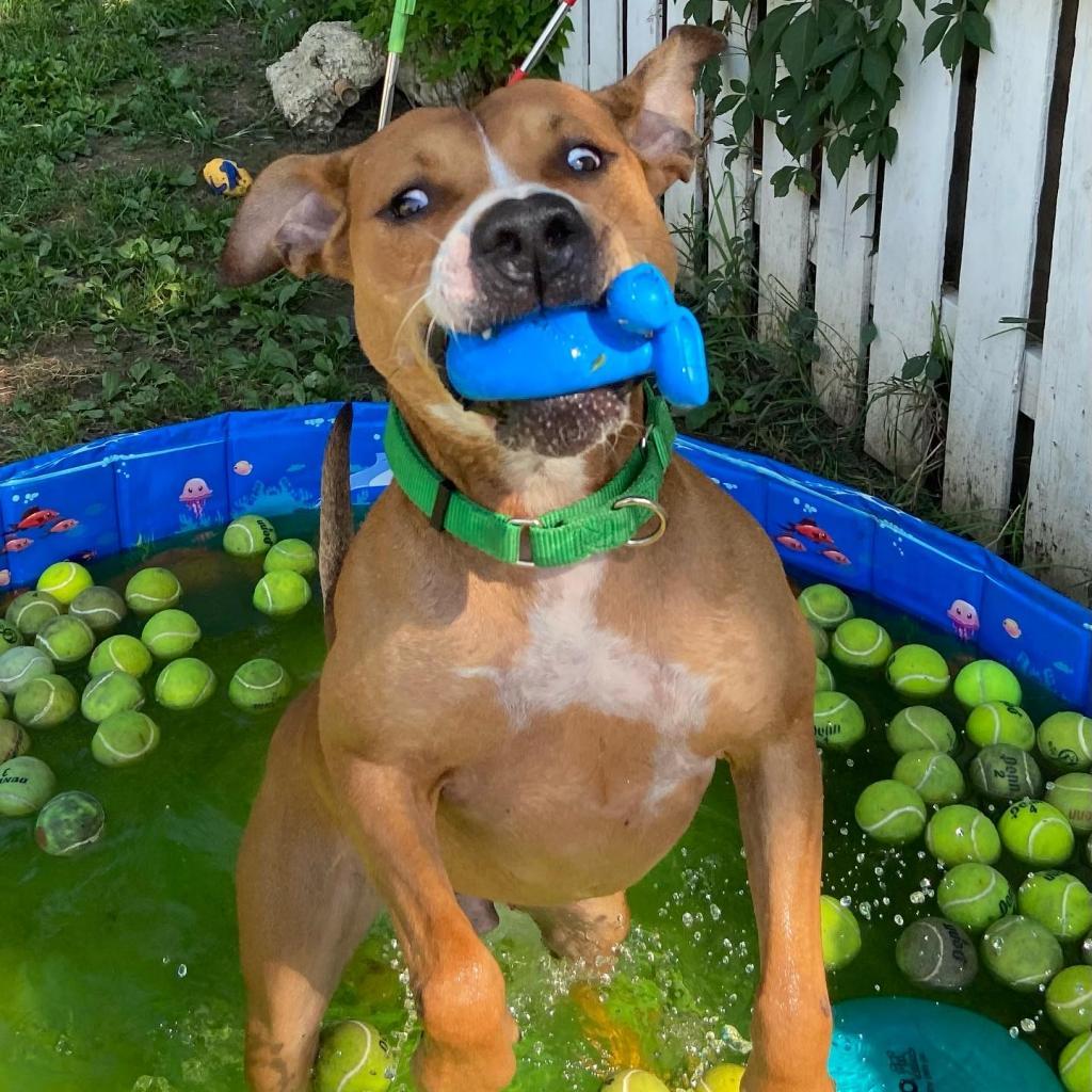 Hercules, an adoptable Pit Bull Terrier in Spring Hill, KS, 66083 | Photo Image 4