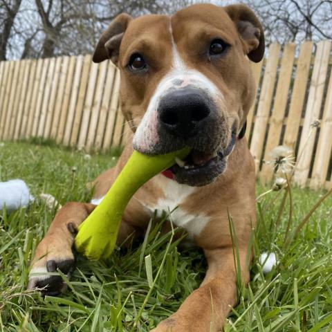 Hercules, an adoptable Pit Bull Terrier in Spring Hill, KS, 66083 | Photo Image 5