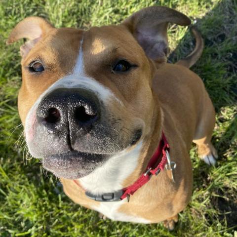 Hercules, an adoptable Pit Bull Terrier in Spring Hill, KS, 66083 | Photo Image 5