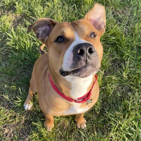 Hercules, an adoptable Pit Bull Terrier in Spring Hill, KS, 66083 | Photo Image 5