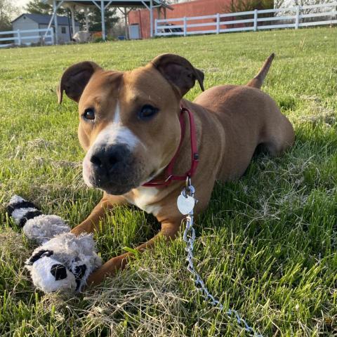 Hercules, an adoptable Pit Bull Terrier in Spring Hill, KS, 66083 | Photo Image 5