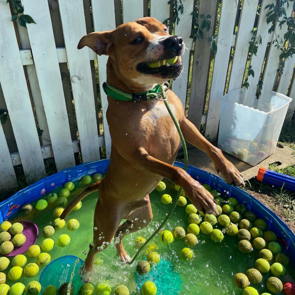 Hercules, an adoptable Pit Bull Terrier in Spring Hill, KS, 66083 | Photo Image 5