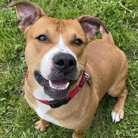 Hercules, an adoptable Pit Bull Terrier in Spring Hill, KS, 66083 | Photo Image 6