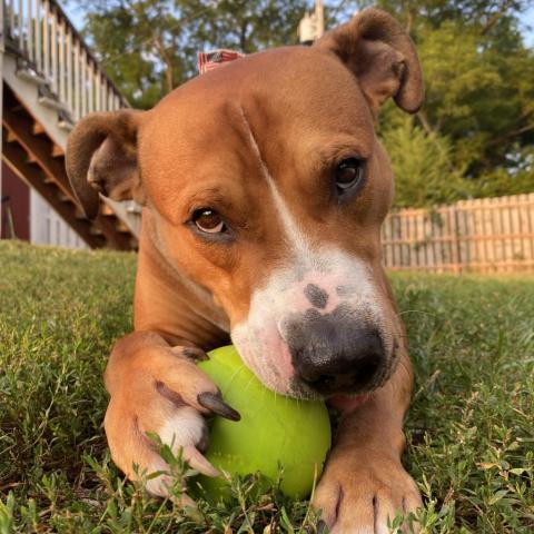 Hercules, an adoptable Pit Bull Terrier in Spring Hill, KS, 66083 | Photo Image 6